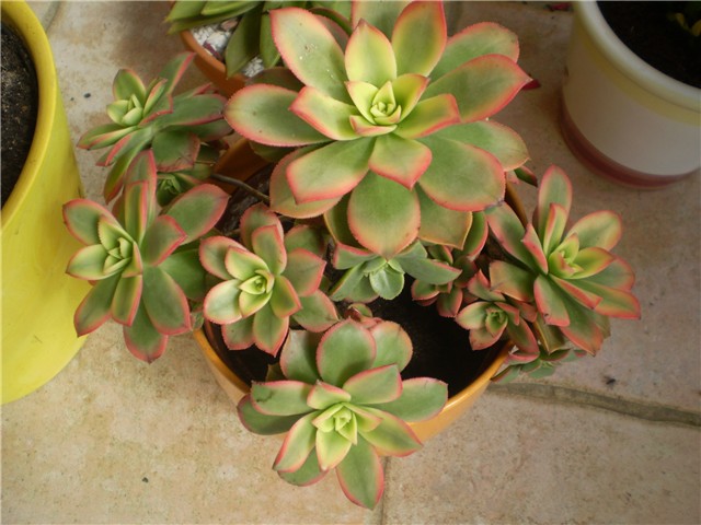 aeonium